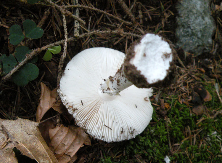 Amanita trentina: Amanita pantherina?